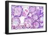 Seminiferous Tubules-Dr. Keith Wheeler-Framed Photographic Print