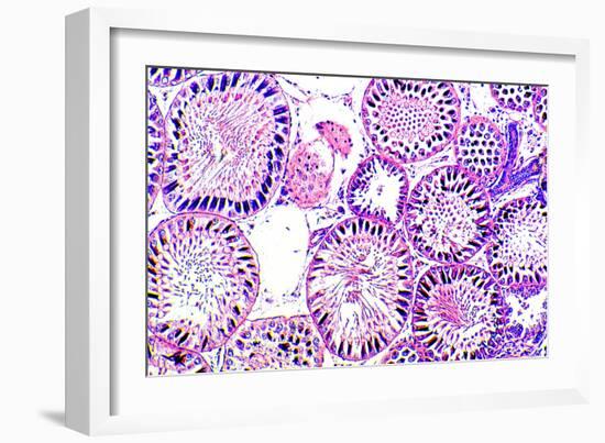 Seminiferous Tubules-Dr. Keith Wheeler-Framed Photographic Print