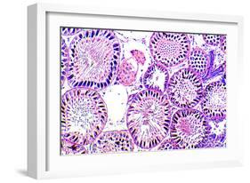 Seminiferous Tubules-Dr. Keith Wheeler-Framed Photographic Print