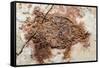 Semionotus Fish Fossil at Dinosaur Discovery, Johnson Farm, St. George, Utah-Michael DeFreitas-Framed Stretched Canvas