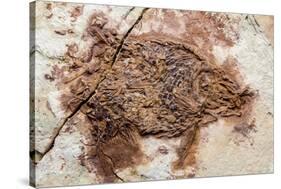 Semionotus Fish Fossil at Dinosaur Discovery, Johnson Farm, St. George, Utah-Michael DeFreitas-Stretched Canvas