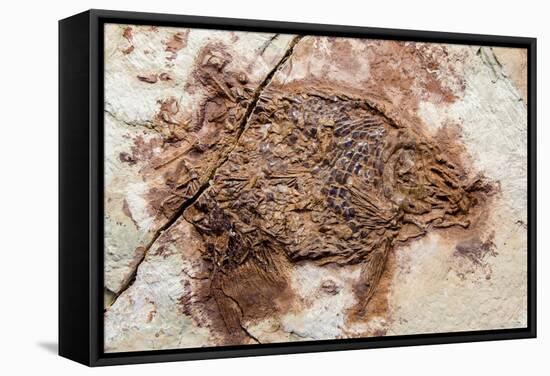 Semionotus Fish Fossil at Dinosaur Discovery, Johnson Farm, St. George, Utah-Michael DeFreitas-Framed Stretched Canvas