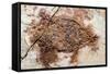 Semionotus Fish Fossil at Dinosaur Discovery, Johnson Farm, St. George, Utah-Michael DeFreitas-Framed Stretched Canvas