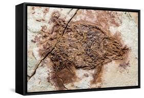 Semionotus Fish Fossil at Dinosaur Discovery, Johnson Farm, St. George, Utah-Michael DeFreitas-Framed Stretched Canvas