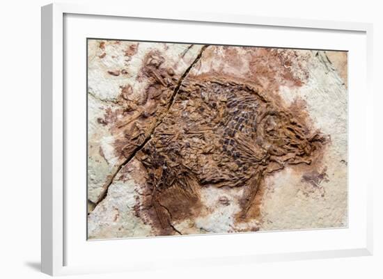 Semionotus Fish Fossil at Dinosaur Discovery, Johnson Farm, St. George, Utah-Michael DeFreitas-Framed Photographic Print