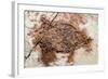 Semionotus Fish Fossil at Dinosaur Discovery, Johnson Farm, St. George, Utah-Michael DeFreitas-Framed Photographic Print