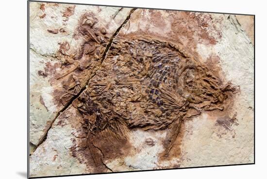 Semionotus Fish Fossil at Dinosaur Discovery, Johnson Farm, St. George, Utah-Michael DeFreitas-Mounted Photographic Print