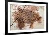 Semionotus Fish Fossil at Dinosaur Discovery, Johnson Farm, St. George, Utah-Michael DeFreitas-Framed Photographic Print