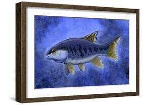 Semionotus (Flag-Back), an Extinct Genus of Ray-Finned Fish-null-Framed Art Print