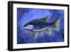 Semionotus (Flag-Back), an Extinct Genus of Ray-Finned Fish-null-Framed Art Print