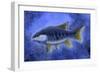 Semionotus (Flag-Back), an Extinct Genus of Ray-Finned Fish-null-Framed Art Print