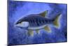 Semionotus (Flag-Back), an Extinct Genus of Ray-Finned Fish-null-Mounted Art Print