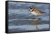 Semipalmated plover with potential meal-Ken Archer-Framed Stretched Canvas