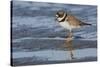 Semipalmated plover with potential meal-Ken Archer-Stretched Canvas