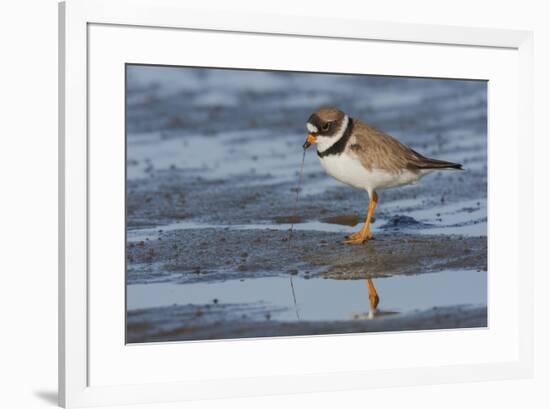 Semipalmated plover with potential meal-Ken Archer-Framed Photographic Print