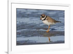 Semipalmated plover with potential meal-Ken Archer-Framed Photographic Print