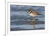 Semipalmated plover with potential meal-Ken Archer-Framed Photographic Print