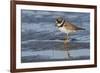 Semipalmated plover with potential meal-Ken Archer-Framed Photographic Print