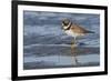 Semipalmated plover with potential meal-Ken Archer-Framed Photographic Print