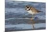 Semipalmated plover with potential meal-Ken Archer-Mounted Photographic Print