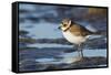 Semipalmated Plover-Ken Archer-Framed Stretched Canvas