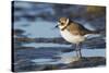 Semipalmated Plover-Ken Archer-Stretched Canvas