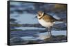 Semipalmated Plover-Ken Archer-Framed Stretched Canvas