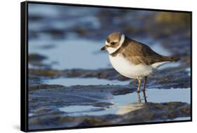 Semipalmated Plover-Ken Archer-Framed Stretched Canvas