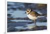 Semipalmated Plover-Ken Archer-Framed Photographic Print