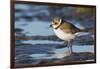 Semipalmated Plover-Ken Archer-Framed Photographic Print