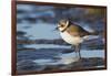 Semipalmated Plover-Ken Archer-Framed Photographic Print