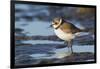 Semipalmated Plover-Ken Archer-Framed Photographic Print