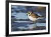 Semipalmated Plover-Ken Archer-Framed Photographic Print