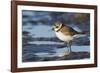 Semipalmated Plover-Ken Archer-Framed Photographic Print