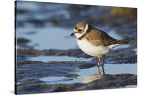 Semipalmated Plover-Ken Archer-Stretched Canvas
