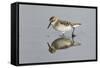 Semipalmated Sandpiper (Calidris pusilla) adult, breeding plumage, Gulf Coast-Bill Coster-Framed Stretched Canvas