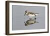 Semipalmated Sandpiper (Calidris pusilla) adult, breeding plumage, Gulf Coast-Bill Coster-Framed Photographic Print