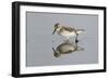 Semipalmated Sandpiper (Calidris pusilla) adult, breeding plumage, Gulf Coast-Bill Coster-Framed Photographic Print