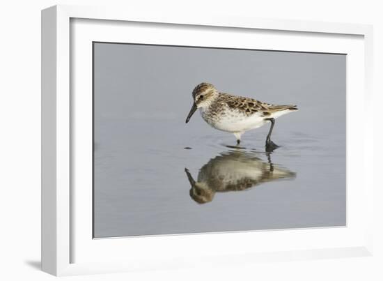 Semipalmated Sandpiper (Calidris pusilla) adult, breeding plumage, Gulf Coast-Bill Coster-Framed Photographic Print