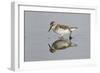 Semipalmated Sandpiper (Calidris pusilla) adult, breeding plumage, Gulf Coast-Bill Coster-Framed Photographic Print