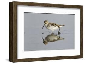 Semipalmated Sandpiper (Calidris pusilla) adult, breeding plumage, Gulf Coast-Bill Coster-Framed Photographic Print