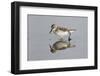 Semipalmated Sandpiper (Calidris pusilla) adult, breeding plumage, Gulf Coast-Bill Coster-Framed Photographic Print