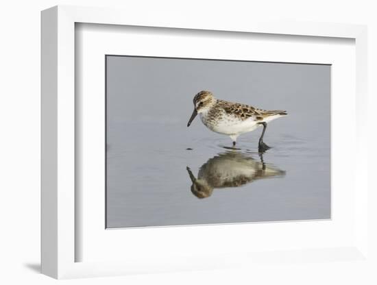 Semipalmated Sandpiper (Calidris pusilla) adult, breeding plumage, Gulf Coast-Bill Coster-Framed Photographic Print