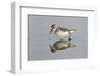 Semipalmated Sandpiper (Calidris pusilla) adult, breeding plumage, Gulf Coast-Bill Coster-Framed Photographic Print