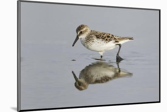 Semipalmated Sandpiper (Calidris pusilla) adult, breeding plumage, Gulf Coast-Bill Coster-Mounted Photographic Print