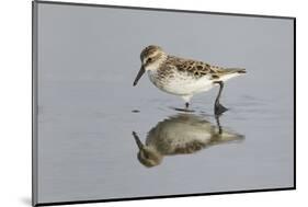 Semipalmated Sandpiper (Calidris pusilla) adult, breeding plumage, Gulf Coast-Bill Coster-Mounted Photographic Print