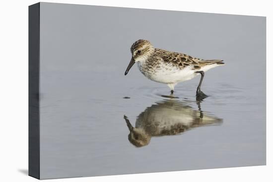 Semipalmated Sandpiper (Calidris pusilla) adult, breeding plumage, Gulf Coast-Bill Coster-Stretched Canvas