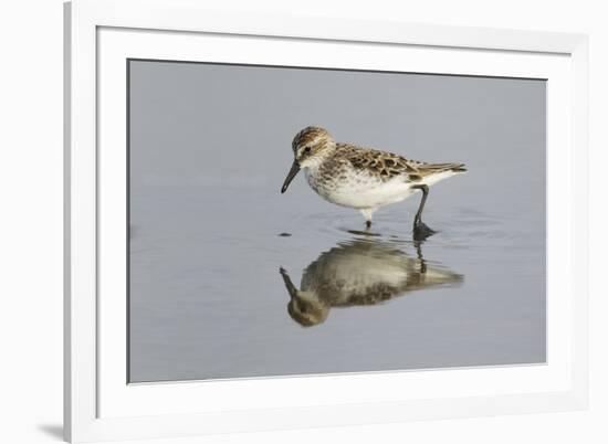 Semipalmated Sandpiper (Calidris pusilla) adult, breeding plumage, Gulf Coast-Bill Coster-Framed Photographic Print