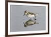 Semipalmated Sandpiper (Calidris pusilla) adult, breeding plumage, Gulf Coast-Bill Coster-Framed Photographic Print