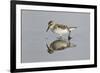 Semipalmated Sandpiper (Calidris pusilla) adult, breeding plumage, Gulf Coast-Bill Coster-Framed Photographic Print